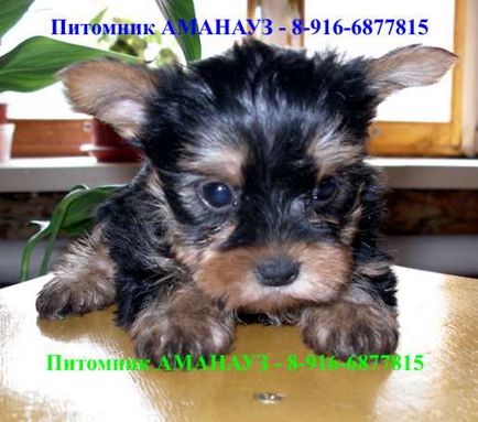 Yorkshire Terrier - catalogul de rase de câini din Rusia