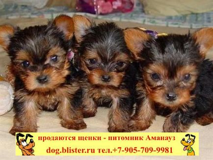 Yorkshire Terrier - catalogul de rase de câini din Rusia