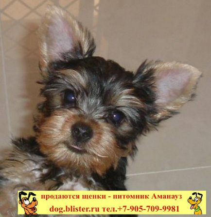 Yorkshire Terrier - catalogul de rase de câini din Rusia