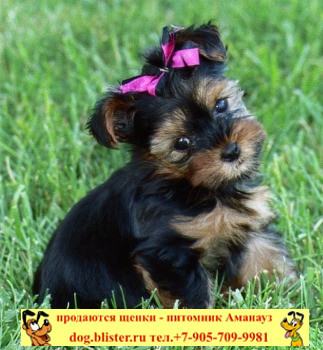 Yorkshire Terrier - catalogul de rase de câini din Rusia