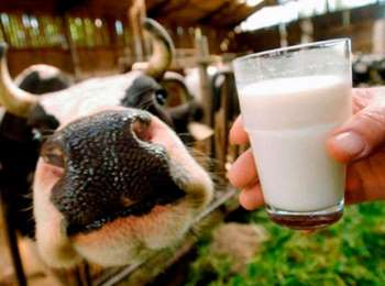 Яка жирність коров'ячого молока і козячого