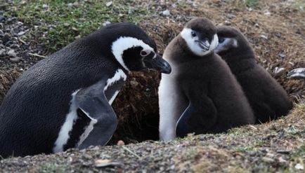 Cum să cuibărești pinguinii în Argentina - biblioteca turistică