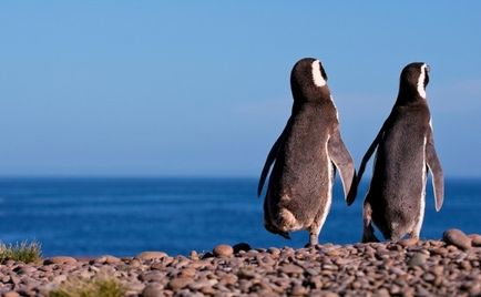 Як гніздяться пінгвіни в аргентині - бібліотека туриста