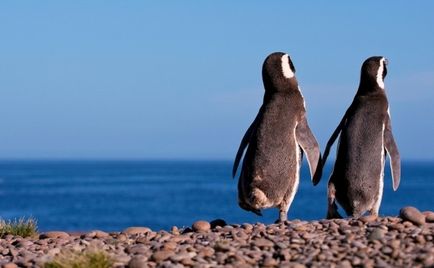 Cum să cuibărești pinguinii în Argentina - biblioteca turistică