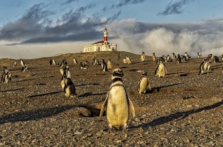 Cum să cuibărești pinguinii în Argentina - biblioteca turistică