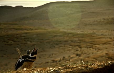 Cum să cuibărești pinguinii în Argentina - biblioteca turistică