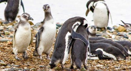 Cum să cuibărești pinguinii în Argentina - biblioteca turistică