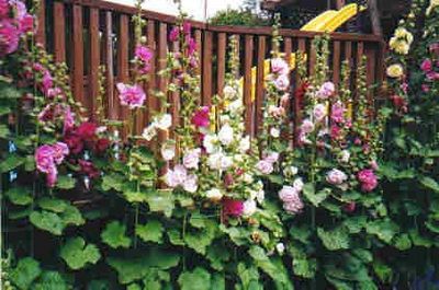 Ce flori și plante pentru a planta de-a lungul gard în țară, harvester vesel