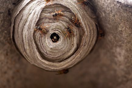 Cum să scapi de viespi în țară