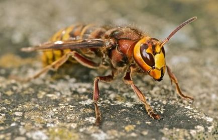 Cum să scapi de coarne și cuiburile lor în casa de țară sub acoperișul fotografiei, lecție video cum să se ocupe de insecte