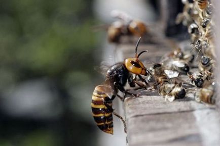 Cum să scapi de coarne și cuiburile lor în casa de țară sub acoperișul fotografiei, lecție video cum să se ocupe de insecte