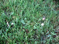 Як уникнути появи грибів на газоні, блог любителя газону