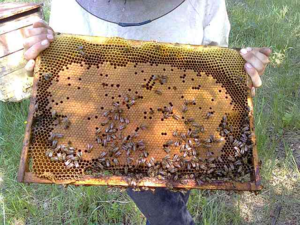 Cum să evitați înmormântarea albinelor în apicultură: roșu ca o intensificare a stupului