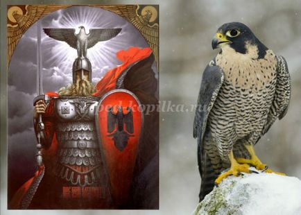 Hogyan kell felhívni Finest, a bátor Falcon szakaszok - hogyan kell felhívni a sólyom gouache gyermekeknek 5 éves kortól