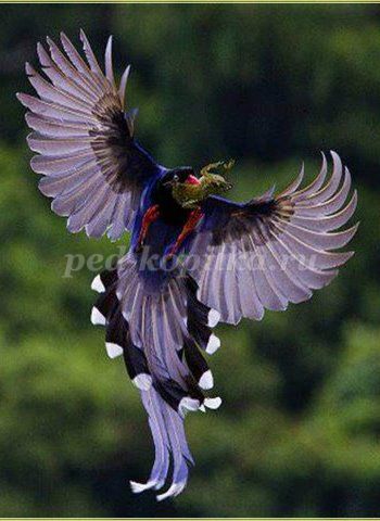 Hogyan kell felhívni Finest, a bátor Falcon szakaszok - hogyan kell felhívni a sólyom gouache gyermekeknek 5 éves kortól