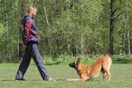 Як навчити собаку робити «зайчика» і «уклін» навчальні статті
