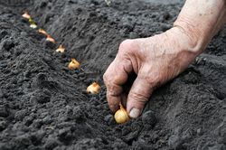 Cum să tratați ceapa cu permanganat de potasiu înainte de plantare - cum se diluează soluția