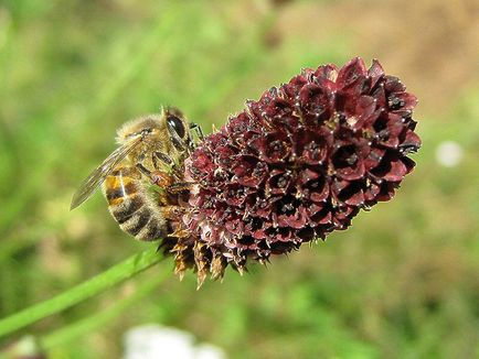 Milyen színű a pollen (pollen) Milyen színű a pollent