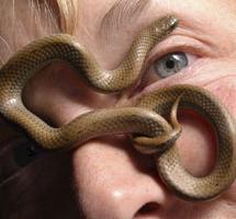 Cum să sperie șerpi