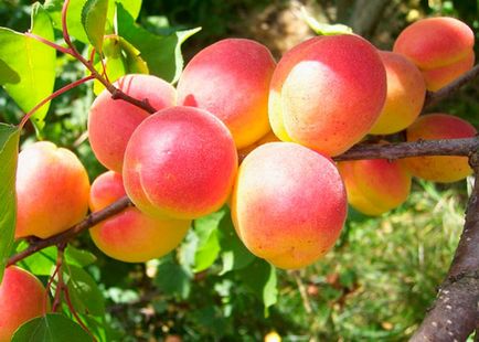 Як посадити абрикос кісточкою - відбір насіння і можливі проблеми