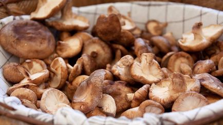 Cum să curățați în mod corespunzător ciupercile proaspete înainte de gătit