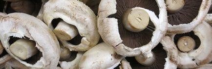 Cum să curățați în mod corespunzător ciupercile proaspete înainte de gătit