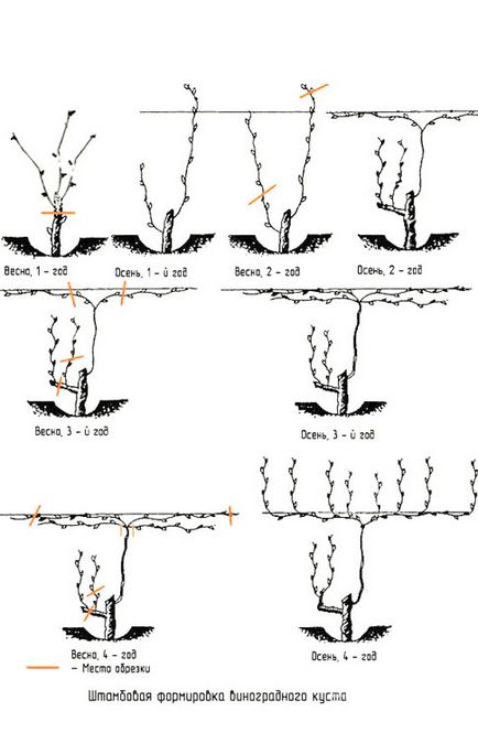 Як правильно обрізати виноград інструкція обрізка винограду для початківців восени навесні