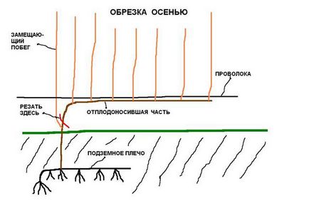 Cum să tăiați în mod corespunzător instrucțiunile de struguri de recoltare a strugurilor pentru începători în toamnă