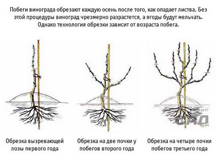 Як правильно обрізати виноград інструкція обрізка винограду для початківців восени навесні