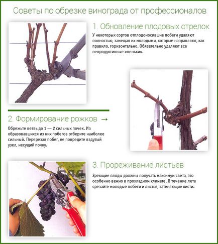 Як правильно обрізати виноград інструкція обрізка винограду для початківців восени навесні