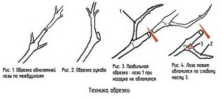 Cum să tăiați în mod corespunzător instrucțiunile de struguri de recoltare a strugurilor pentru începători în toamnă