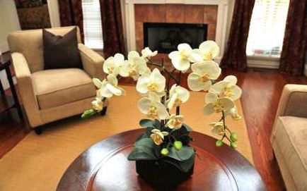 Hogyan gondoskodjon egy orchidea a belső