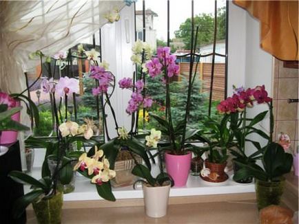 Hogyan gondoskodjon egy orchidea a belső