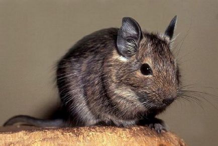Hogyan szaporodnak degus (feltételek) Hogyan szaporodnak degus