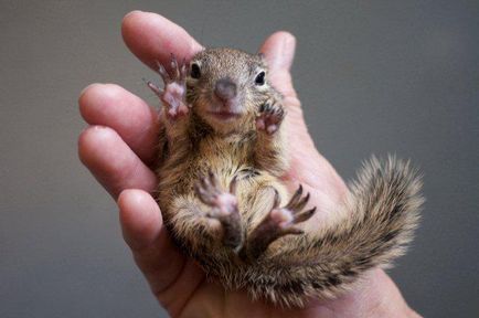 Cum să îmblânzi o veveriță la o iaș care consumă alți proteine ​​decât nucile