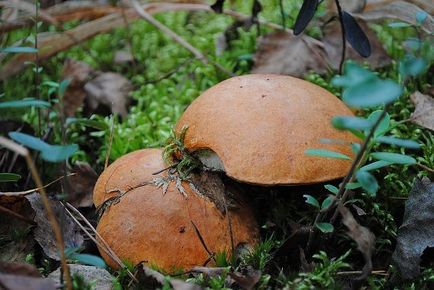 Cum să sare un ulei pentru iarnă în cutii de conserve în două moduri