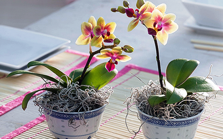 Cum lumina afectează creșterea și sănătatea lui Phalaenopsis