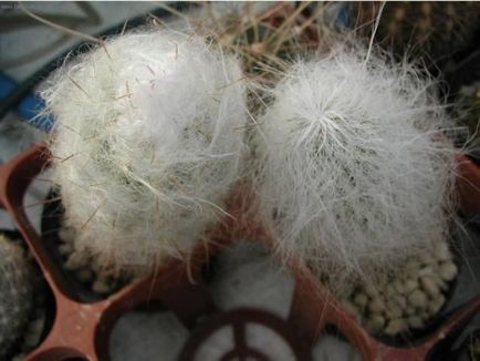 Cactus cephalocereus descriere, îngrijire și reproducere acasă