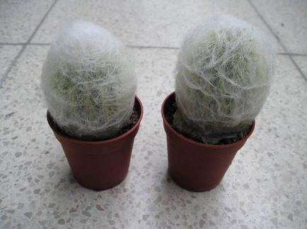 Cactus cephalocereus descriere, îngrijire și reproducere acasă