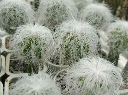 Cactus cephalocereus descriere, îngrijire și reproducere acasă