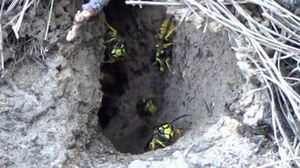 Cum să distrugi un cuib de aspen în pământ cum să scapi de viespi și albine