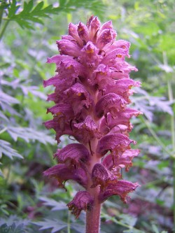 Hogyan, hogy elpusztítsa a növények a napraforgó broomrape on