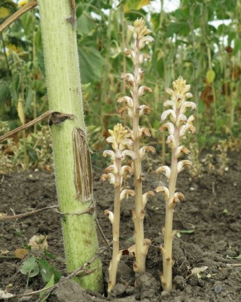 Hogyan, hogy elpusztítsa a növények a napraforgó broomrape on