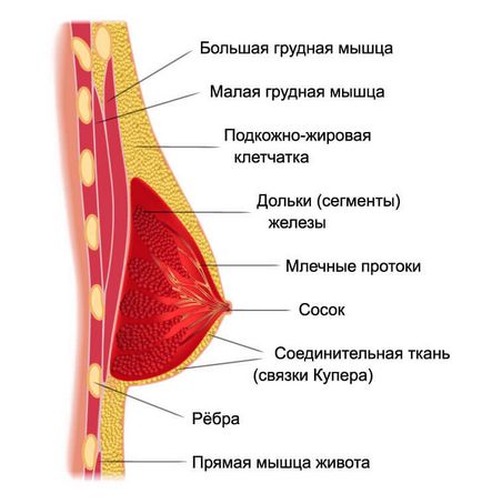 Как да се увеличи в размер на Lizunov