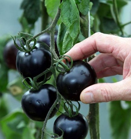 Як вибрати насіння томатів, байкал інфо