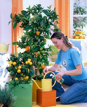 Cum să crești un mandarin decorativ la domiciliu