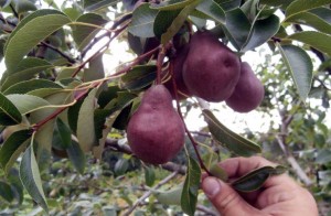 Як вирощувати червону грушу сорту Вільямс на своїй ділянці