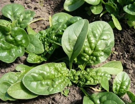 Cum să crești ridichi, spanac și salată în seră până la începutul lunii aprilie