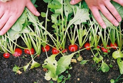 Як виростити редис, шпинат і салат в теплиці до початку квітня