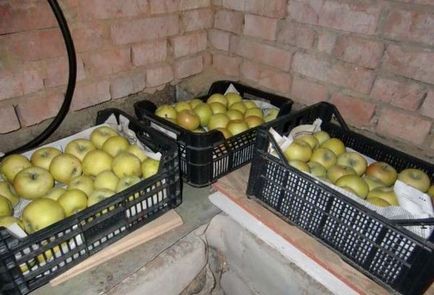 Як зберігати яблука на зиму, щоб вони залишалися свіжими